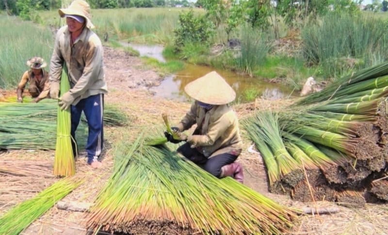 farmers of lepironia grass